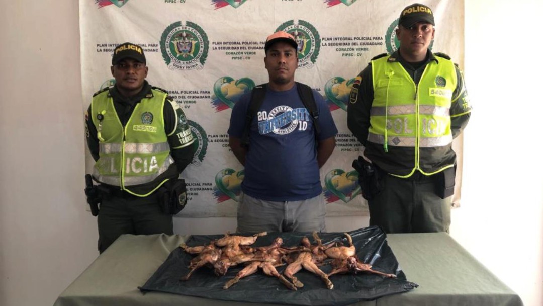 Hombre pretendía comercializar iguanas para el consumo humano