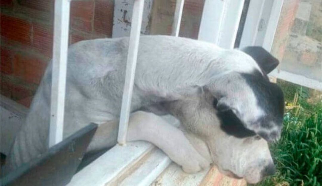 Final feliz para perrito que estuvo abandonado dos meses en u: Rescatan a un perro que llevaba dos meses abandonado en una casa
