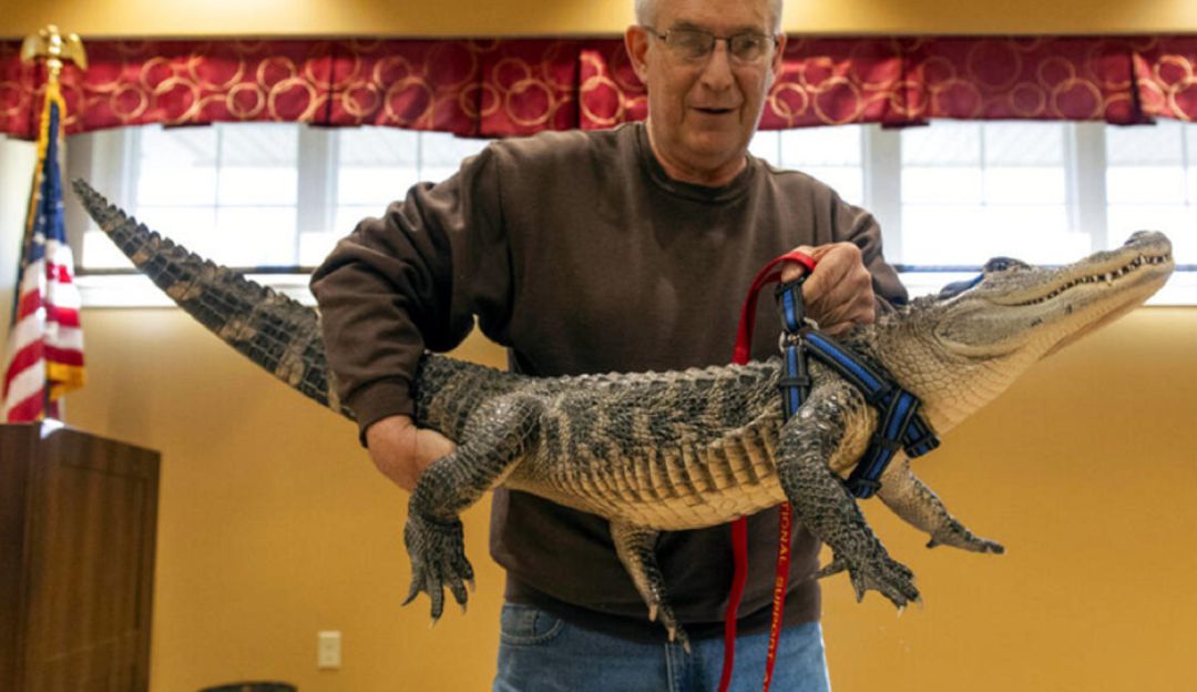 El hombre que tiene una inusual mascota para combatir su depresión: ¿Tendría un caiman de mascota?