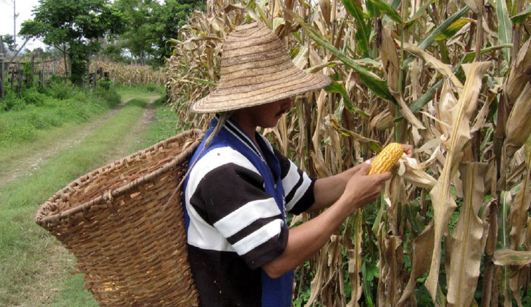 Precio del maíz en Colombia: Maiceros del Tolima piden estabilizar precios al Gobierno