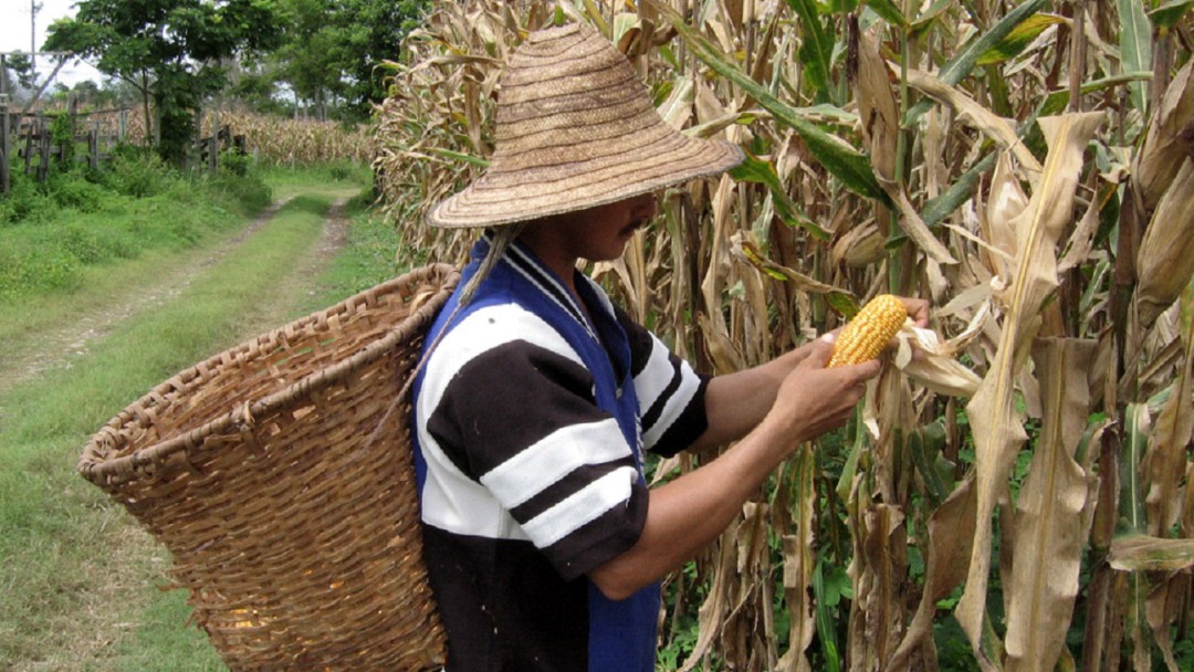 Maiceros del Tolima piden estabilizar precios al Gobierno