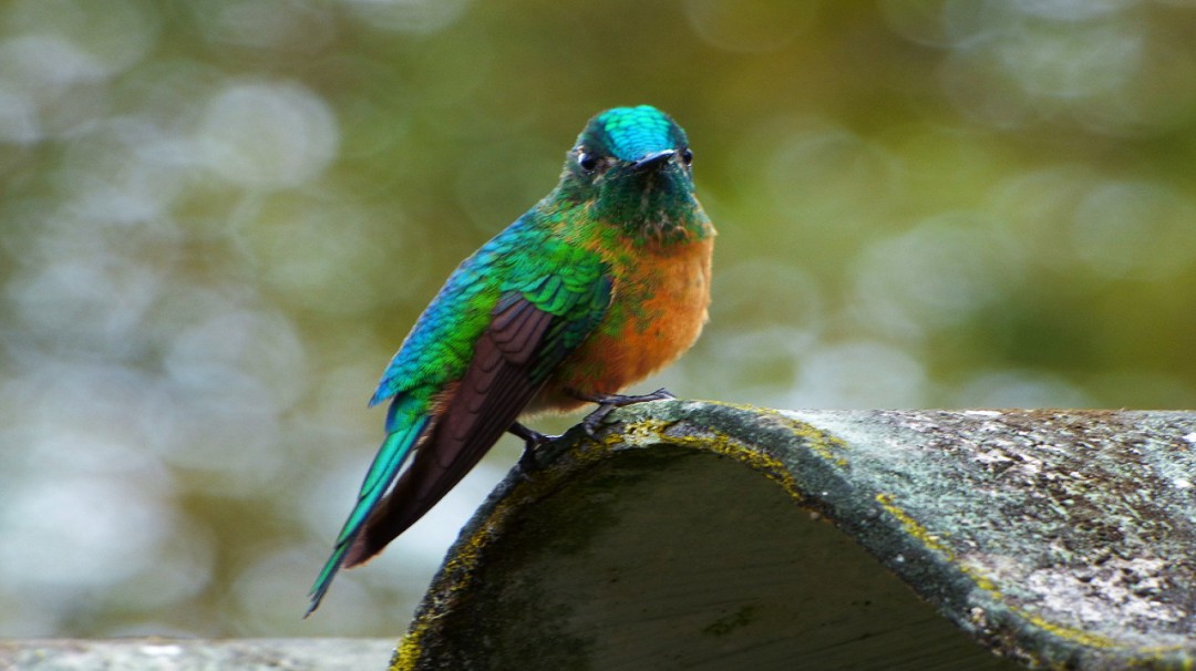 En Cali las aves tienen su propia feria