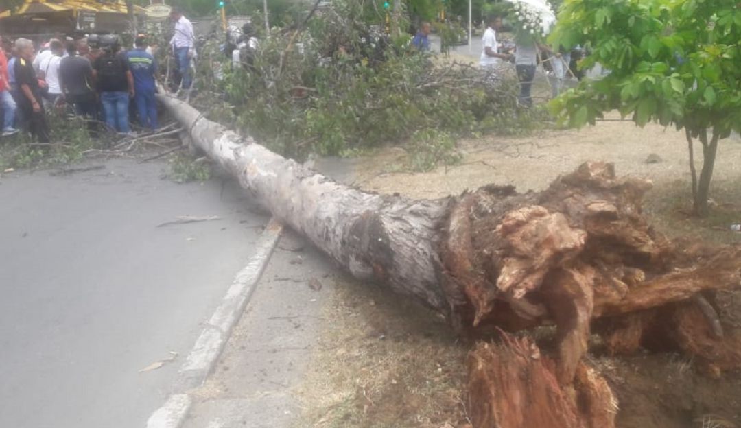 Muere motociclista al caerle árbol encima: Muere motociclista luego de que le cayera un árbol encima