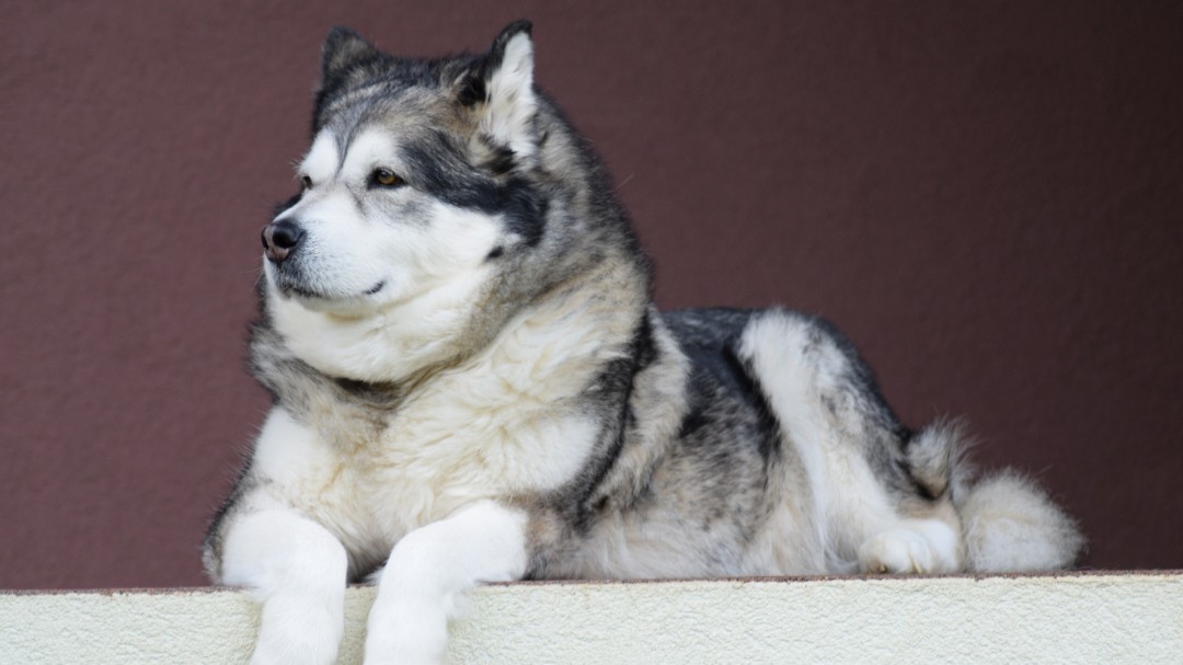 ¡Fantástico! Este perro viaja como un humano en un avión