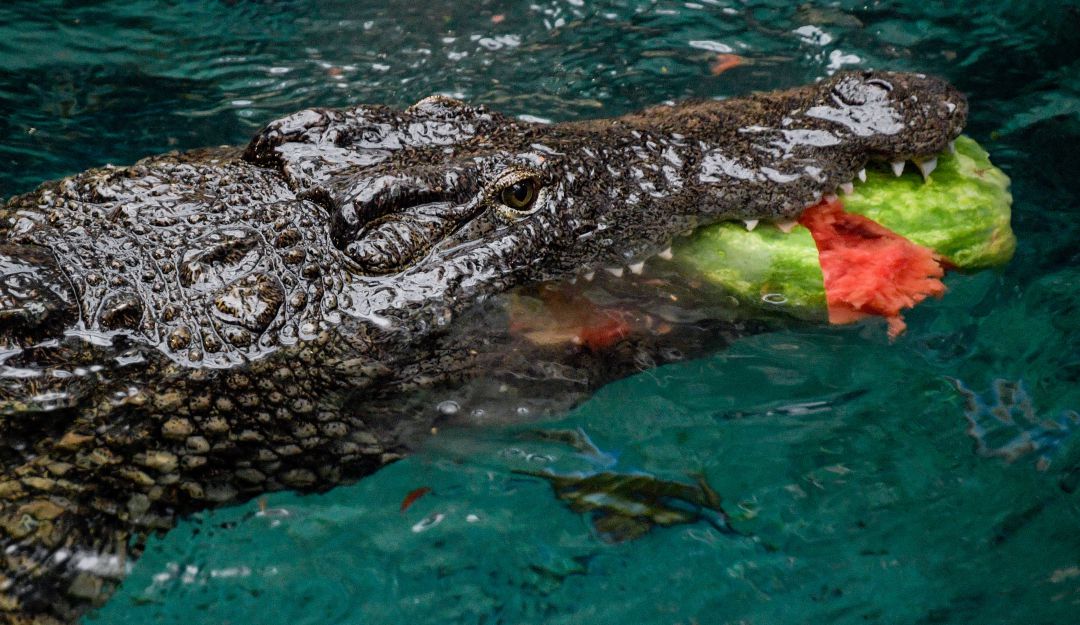 ¡Arriesgado! Mordió un cocodrilo para salvar a su amado.