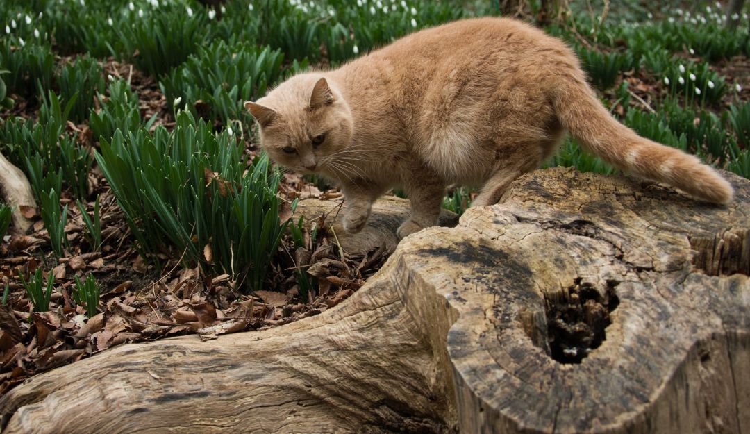 El gato que se robará la atención en Capitana Marvel.