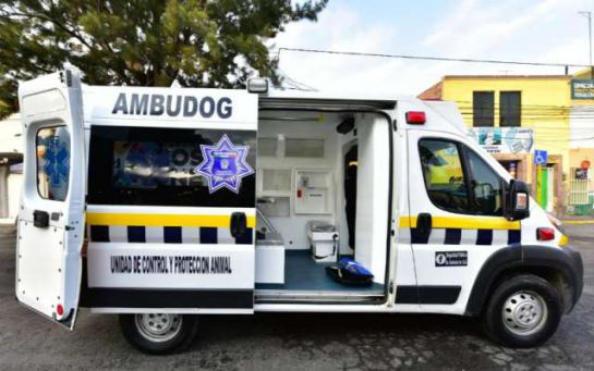 Perros y gatos callegeros: México tendrá su primera ambulancia para atender a perros Perros y gatos callegeros: México tendrá su primera ambulancia para atender a perros