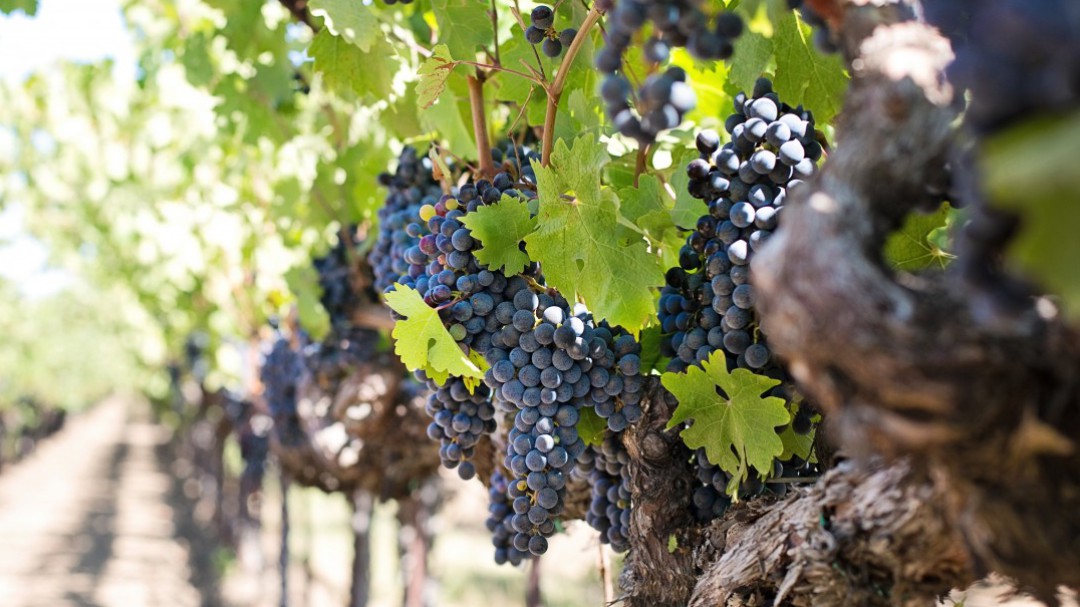 Las uvas ayudan a frenar la llegada de la vejez