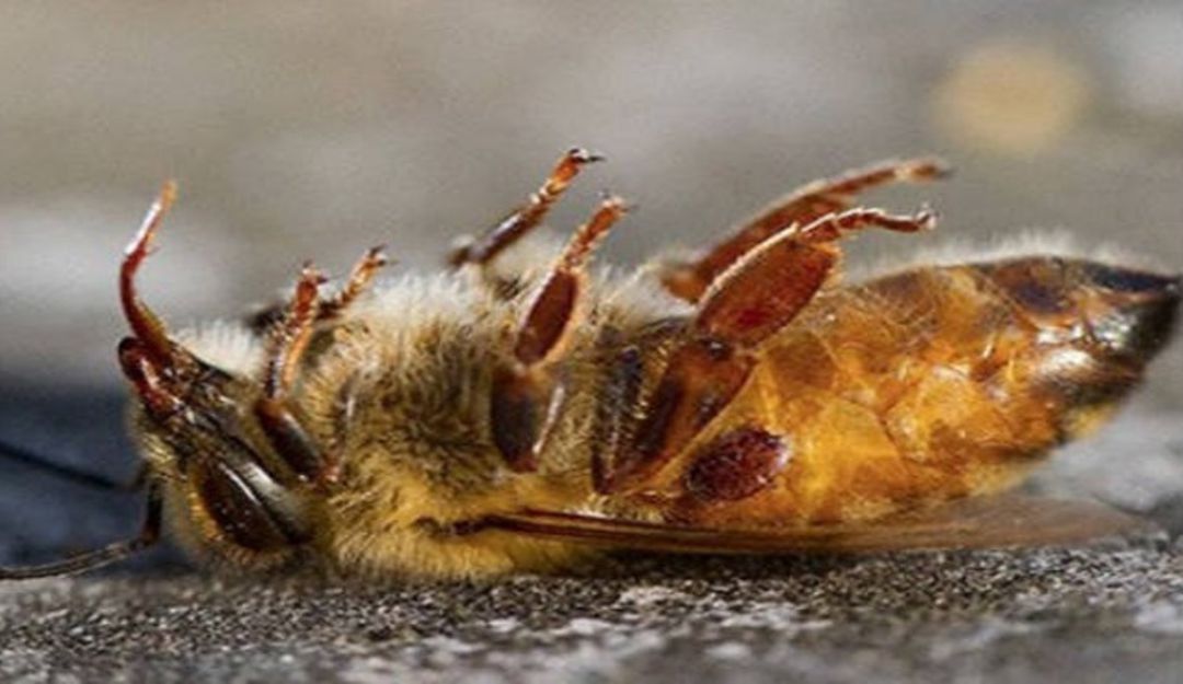 Abejas destruidas: Más de tres millones de abejas exterminadas en el Valle