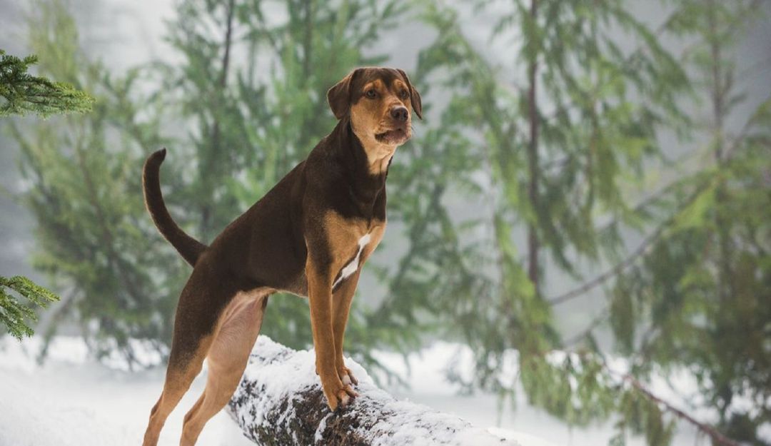 Mis Huellas a Casa, A Dog´s Way Home: Mis Huellas a Casa, con solo ver su trailer, se conoce toda la película