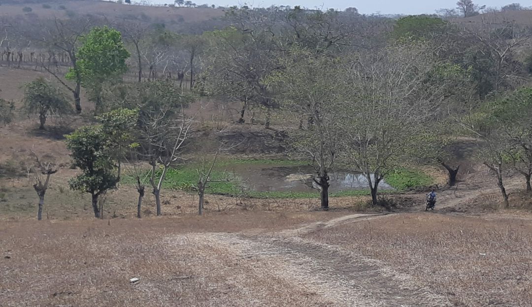sabanas secas en Sucre.