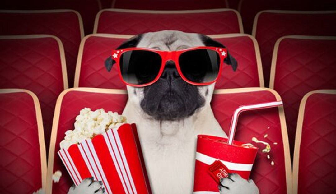 Cine para mascotas: Abren cine donde es permitido asistir con perros