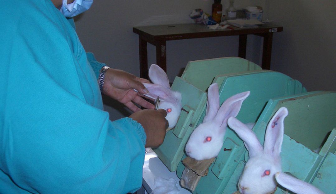 Colombia busca eliminar las pruebas cosméticas en animales: Colombia busca erradicar maltrato animal en laboratorios