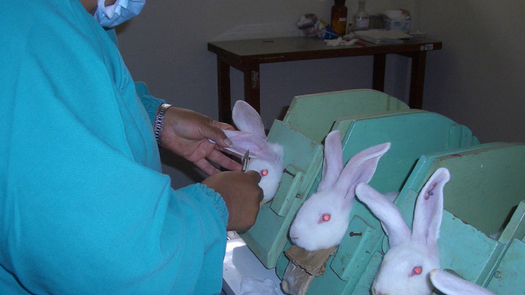 Colombia busca erradicar maltrato animal en laboratorios