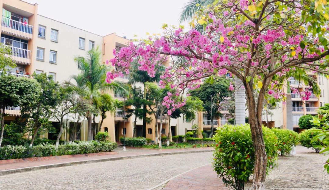 BUCARAMANGA ÁRBOLES VERANO: El espectáculo de la floración de los árboles