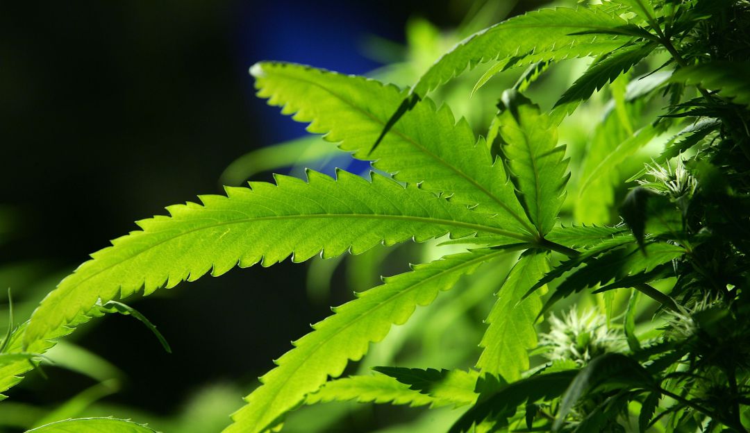 Marihuana medicinal: Boyacá exporta a Canadá cannabis medicinal