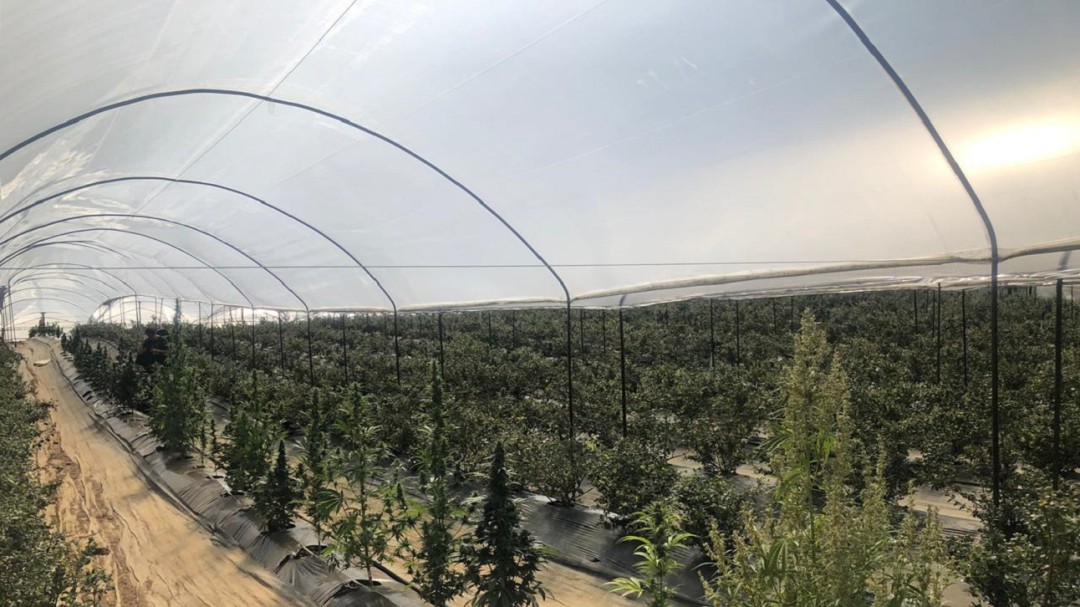 Cannabis colombiano llega a la bolsa de Canadá