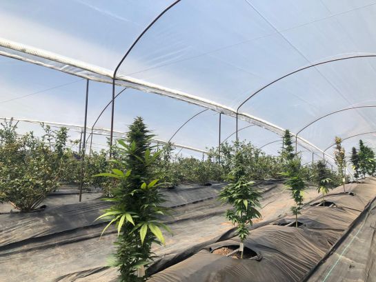 El cannabis medicinal colombiano ya cotiza en la bolsa de Canadá: Cannabis colombiano llega a la bolsa de Canadá El cannabis medicinal colombiano ya cotiza en la bolsa de Canadá: Cannabis colombiano llega a la bolsa de Canadá