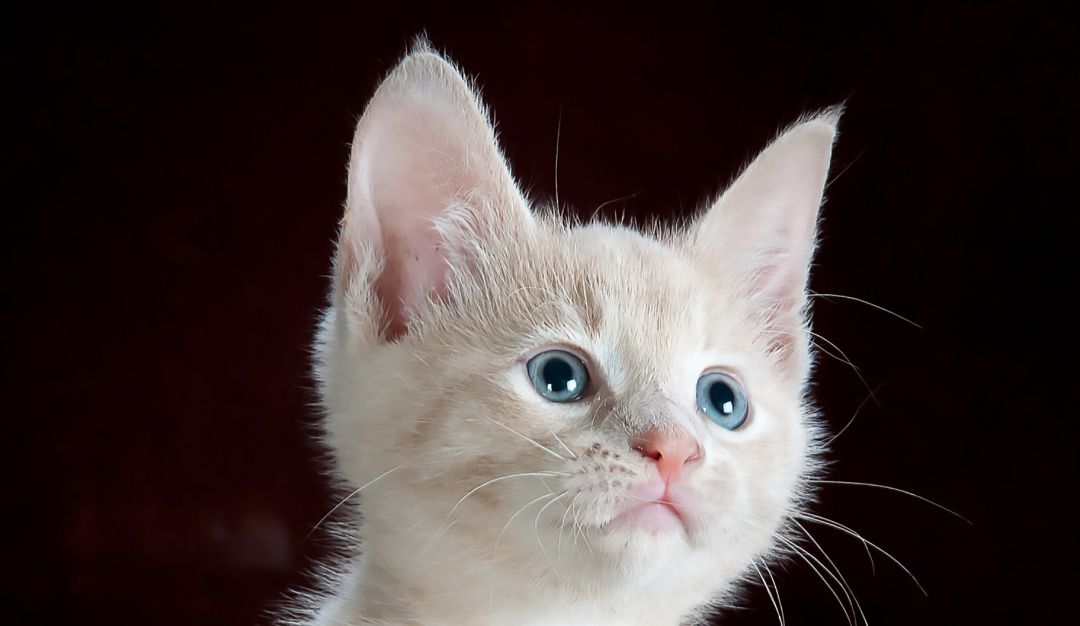 Gatita compañía perfecta para graduación: No tenía pareja para su baile de graduación y decidió llevar a su gata.