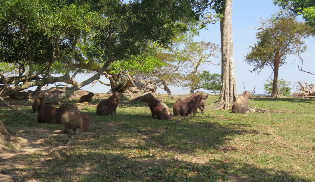 Chigüiros en Casanare
