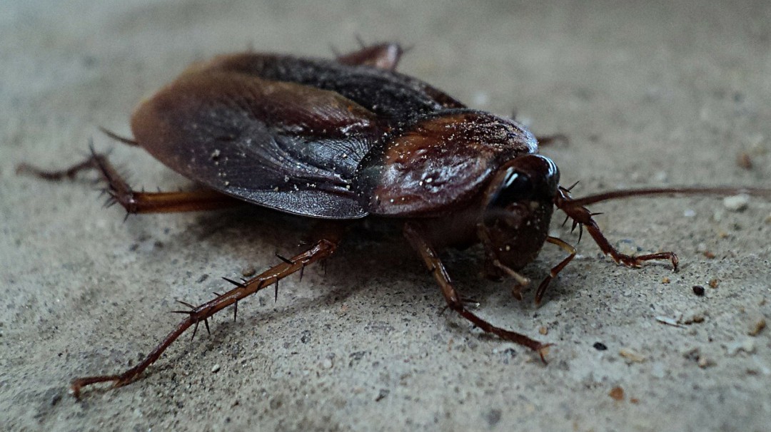 Zoológico ofrece poner el nombre de su ex a una cucaracha en San Valentín