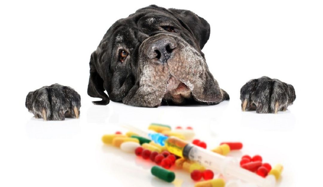 medicinas para animales: No medique a su manera a los animales, pone en riesgo sus vidas