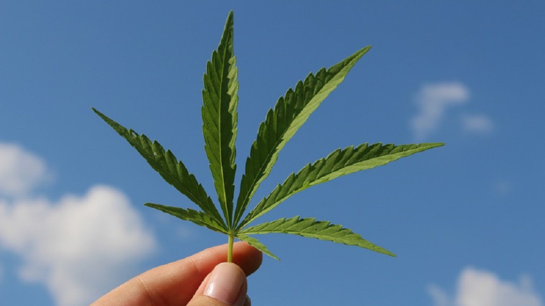 Cannabis una alternativa en cervezas artesanales