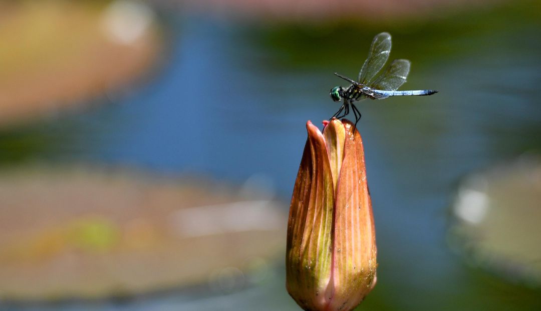 Muerte de insectos: En el mundo hay cada vez más plagas, menos abejas y mariposas