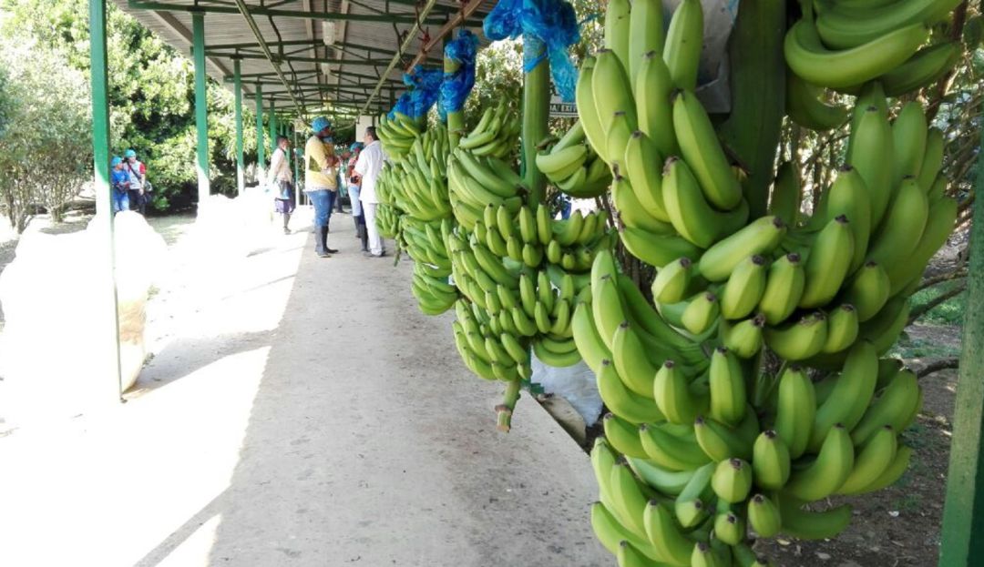 EXPORTACIONES, BANANOS, COLOMBIA, ESTADOS UNIDOS, UNIÓN EUROPEA, URABÁ: Sector bananero colombiano creció en 2018
