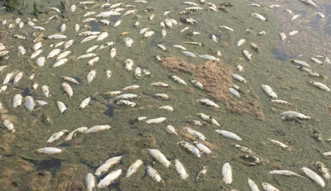Peces muertos Santa Marta: Nueva mortandad de peces y Manatíes en la Ciénaga Grande de Santa Marta