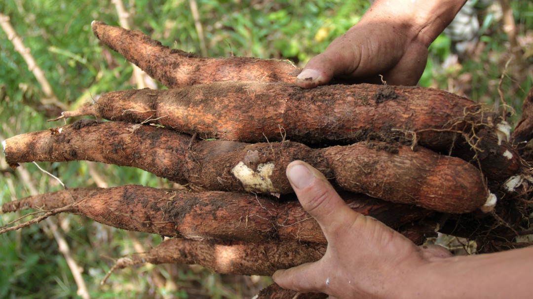 Así es la yuca, básica en la dieta de los colombianos