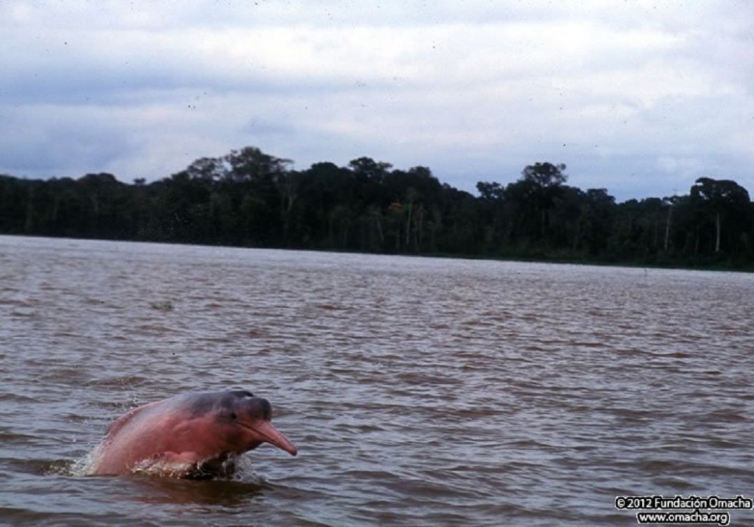¿Cuál es la realidad de los delfines de río y los manatíes en la Orinoquía?