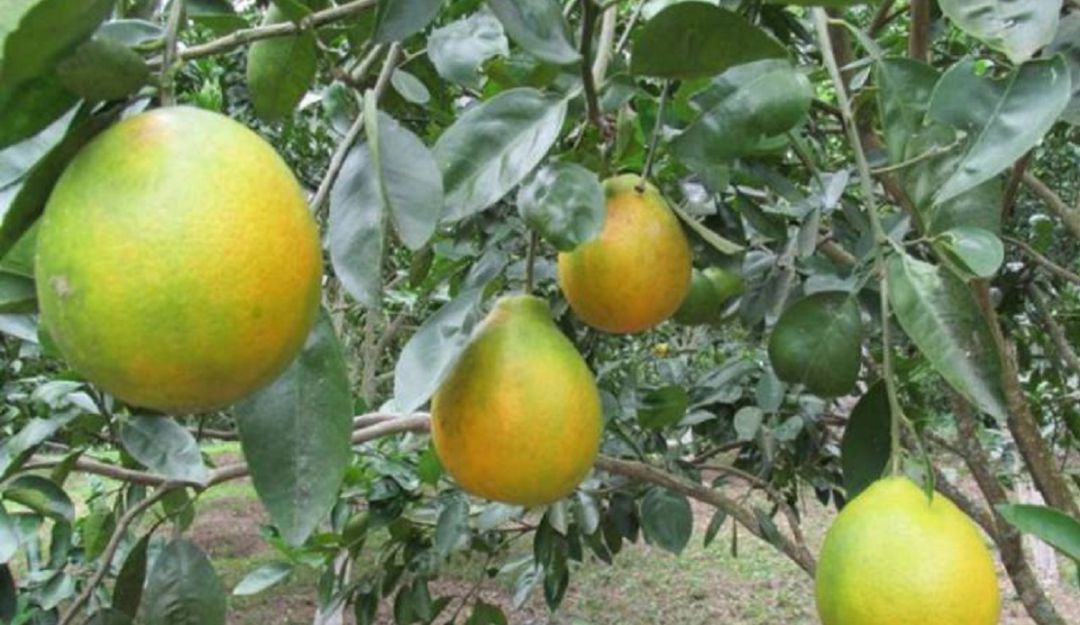 Limones: En 95% baja la producción de cítricos en el Atlántico por plaga