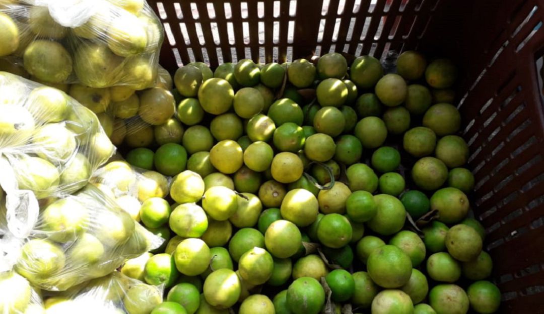 Limones: Barranquilla consume limón tolimense por plaga que afecta a los cítricos