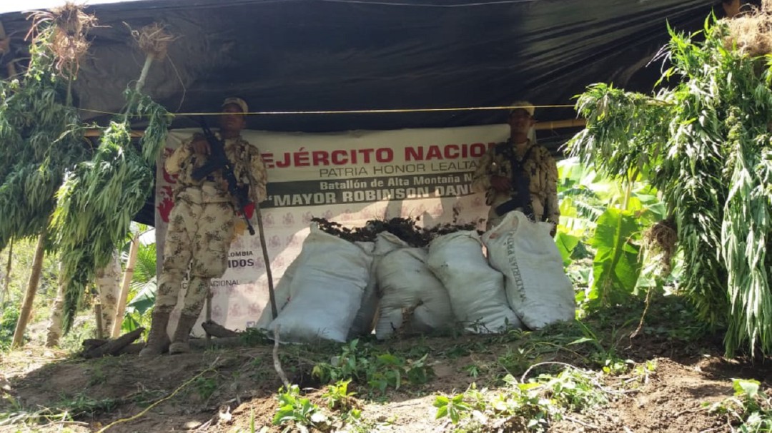 Hallan más de 487 kilos de marihuana de ‘Los Pachencas’ en Guachaca