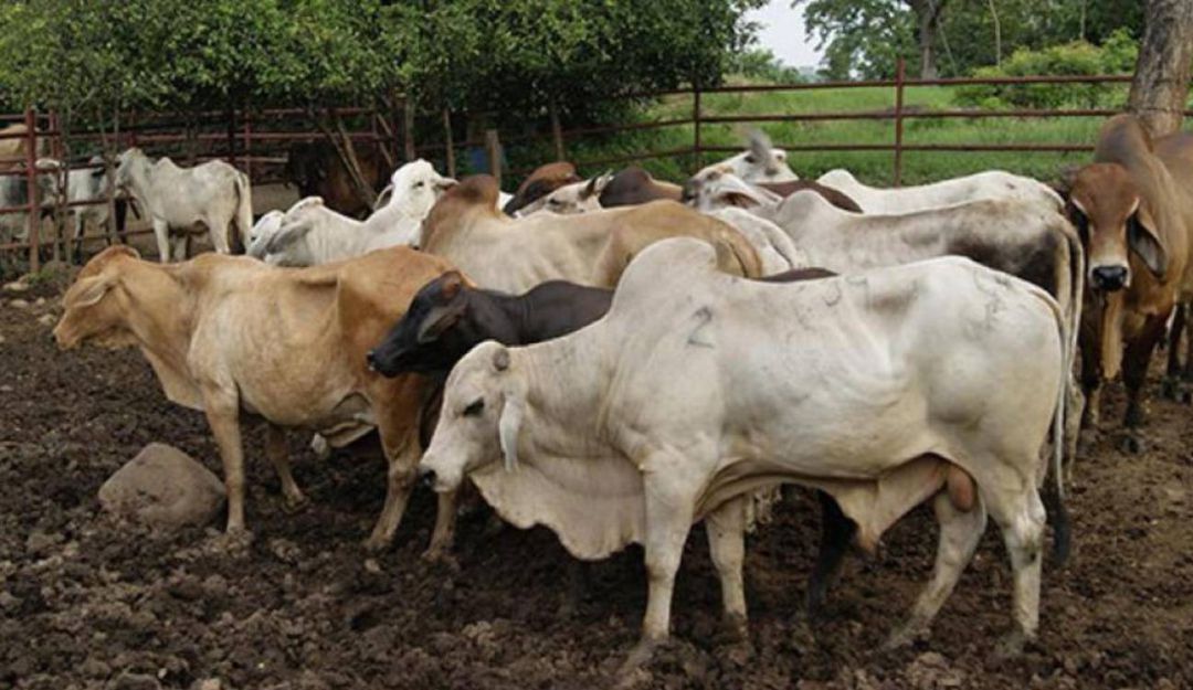 Fiebre aftosa: Colombia se alista para reactivar exportación de carne a Rusia