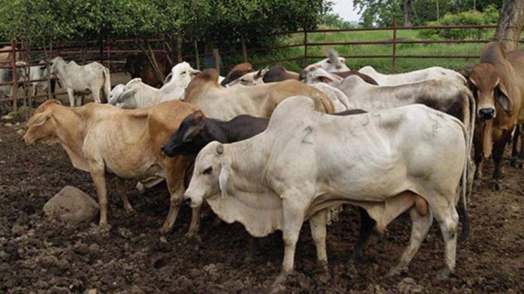 Colombia se alista para reactivar exportación de carne a Rusia