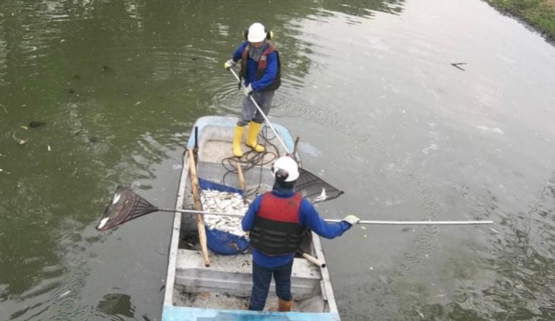 MUERTE DE PECES EN BARRACABERMEJA: Se reporta una mortandad de peces