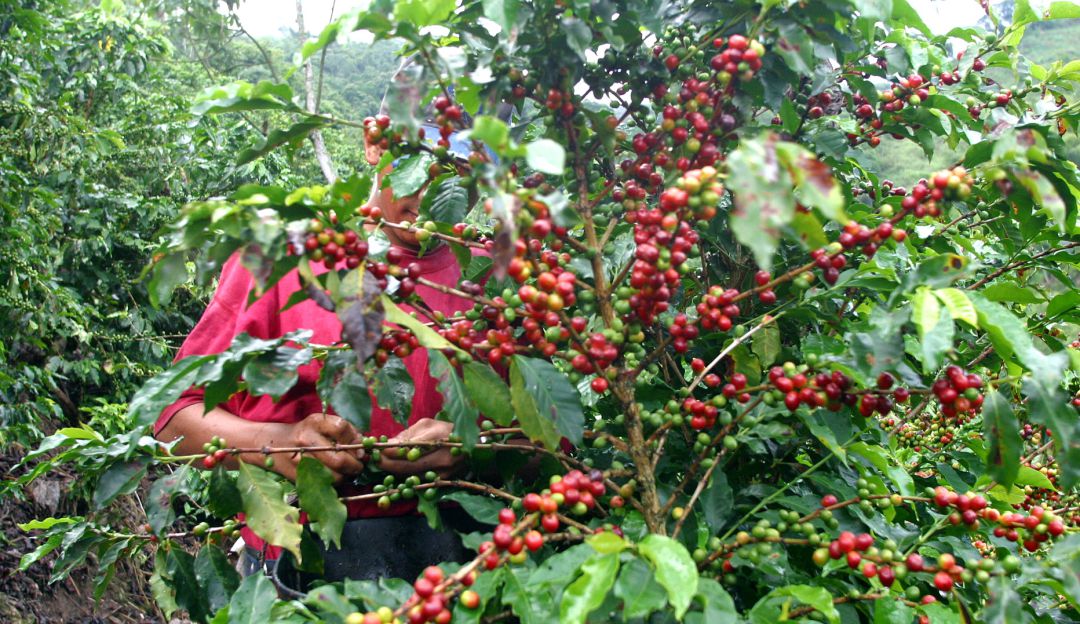 Café: Cafeteros en alerta máxima por bajos precios del grano en el mundo
