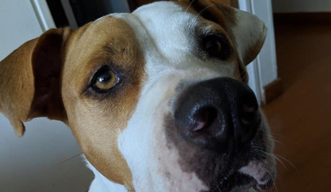 Esta adorable perrita tiene aproximadamente tres años