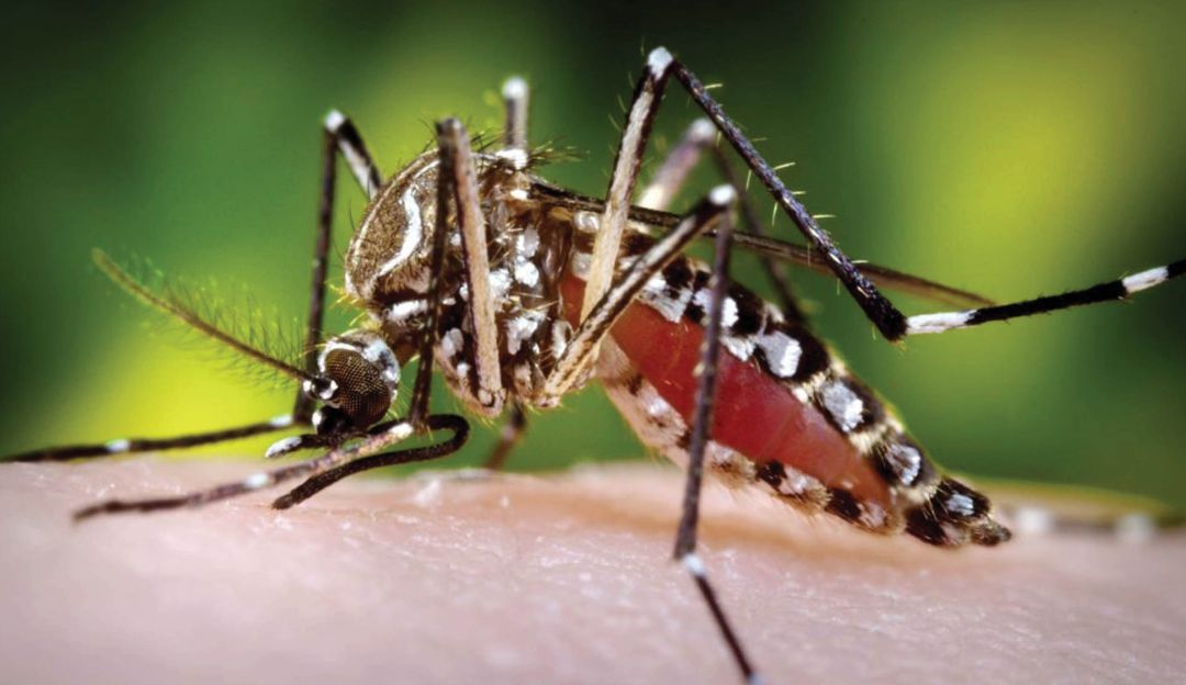 Enfermedades: Investigan si dos menores murieron por dengue