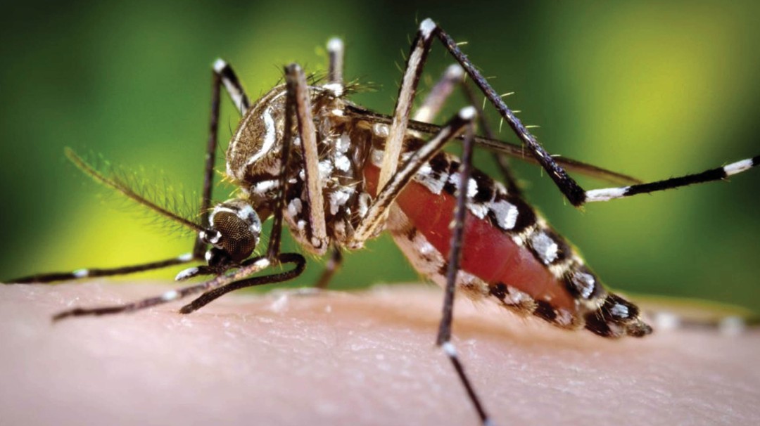 Investigan si dos menores murieron por dengue