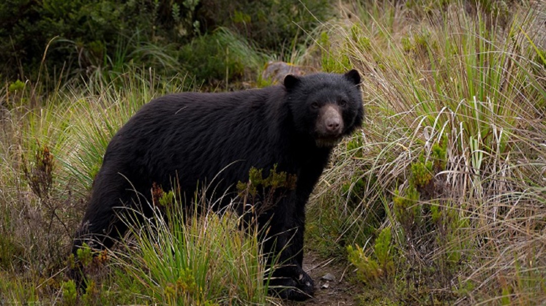¡Feliz día! Celebramos el Día Mundial para la Protección del Oso de Anteojo