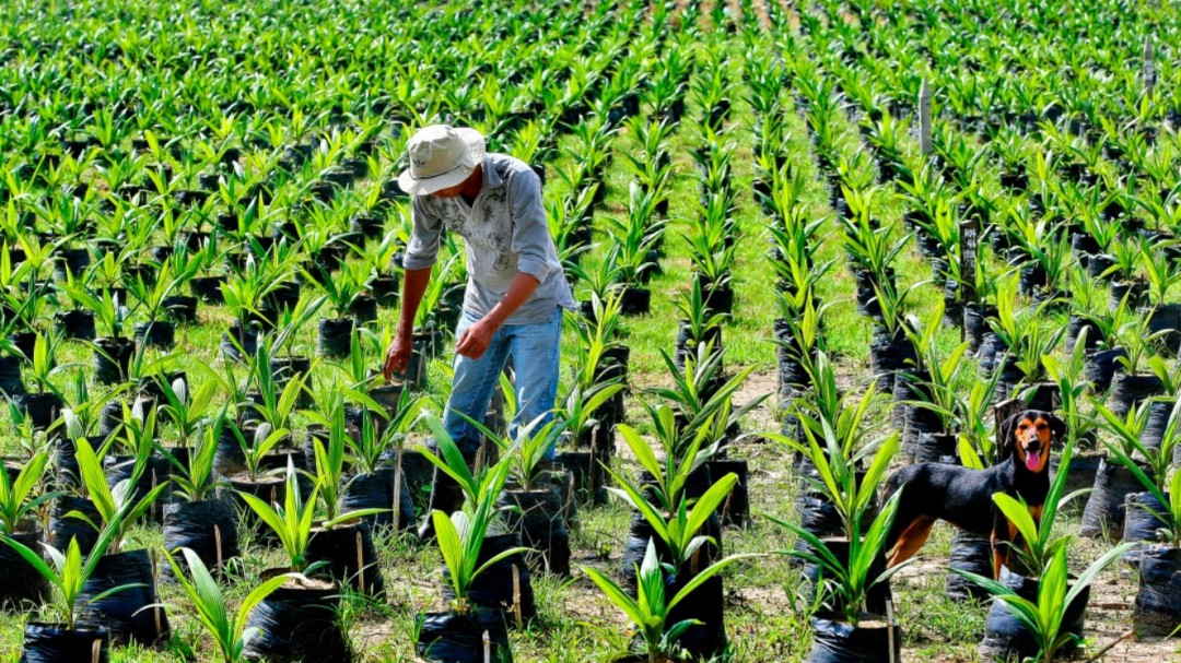 La palma de aceite, fortaleza del agro para la economía colombiana