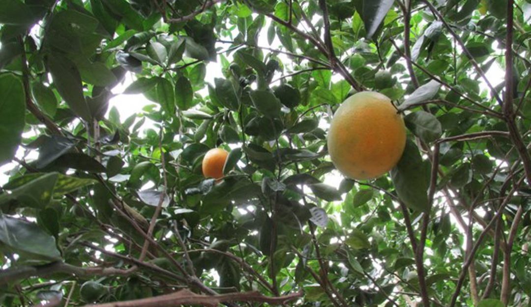 Enfermedad HLB: Plaga destruye la producción de limones en Atlántico