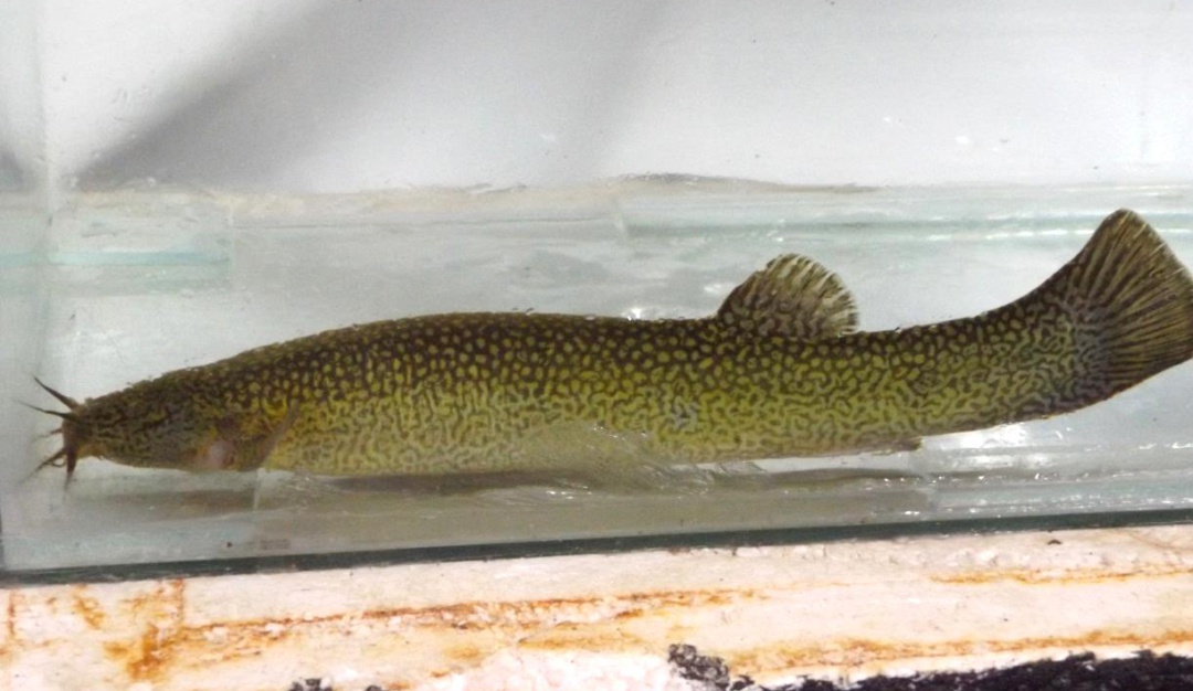 Especie de bragre 'capitan de la sabana'.