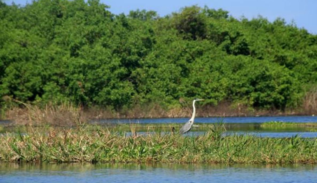 EPM, Corantioquia, río Cauca: EPM y Corantioquia acuerdan protección de ciénagas cercanas al Cauca