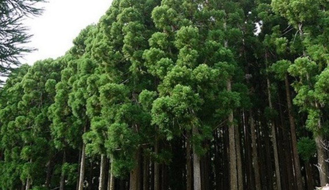 Árboles de cedro rojo
