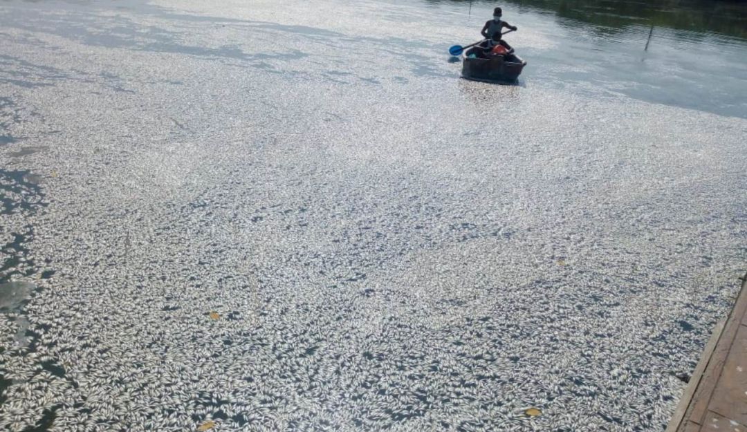 Peces muertos Cartagena: 500 kilos de peces muertos se recogieron en cuerpos de agua de Cartagena