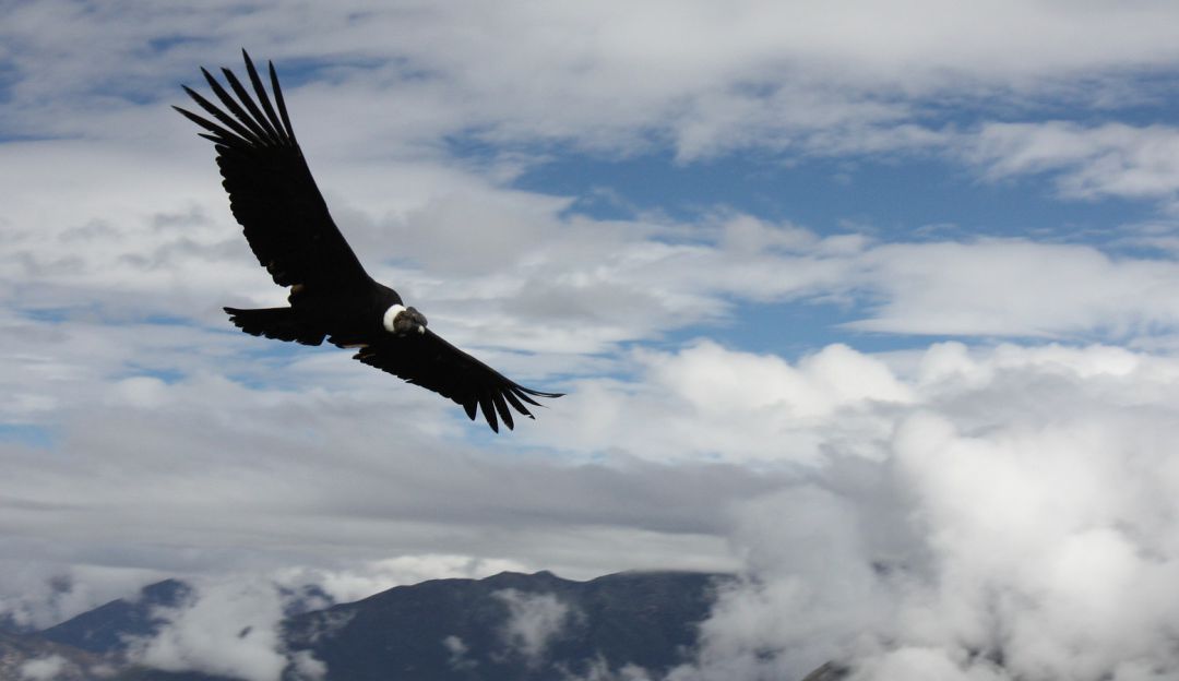 Extinción especies: Investigan la muerte de un Cóndor en el Páramo Almorzadero en Santander